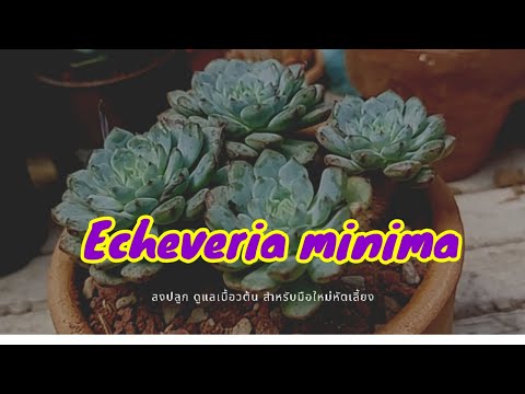 วีดีโอ: Minima Succulent Care: เคล็ดลับในการปลูกต้น Echeveria Minima