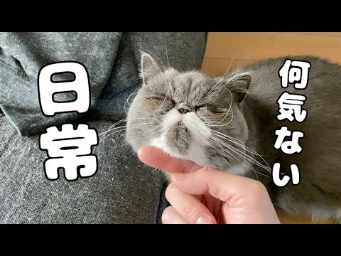 とあるブサカワ猫の日常 エキゾチックショートヘア Youtube