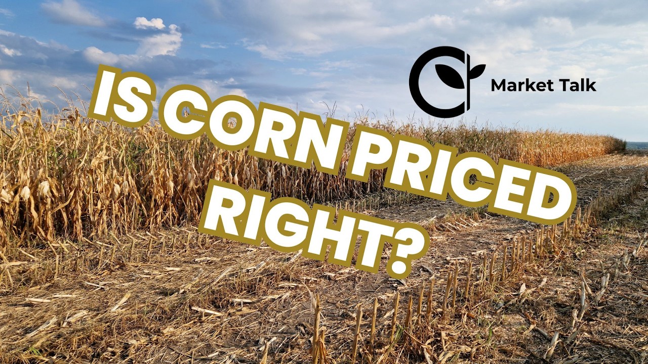 USDA's Corn Miss Shook the Market. Now What?
