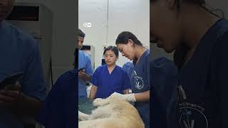 Stray Dogs பரசனகக தரவ தரம Cnvr - வறறகரமன Planஆக Bhutan சததயமககயத எபபட?