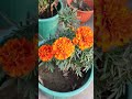 Marigold Flowers