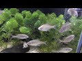 ニッポンバラタナゴ　富士湧水の里 水族館　00211 の動画、YouTube動画。