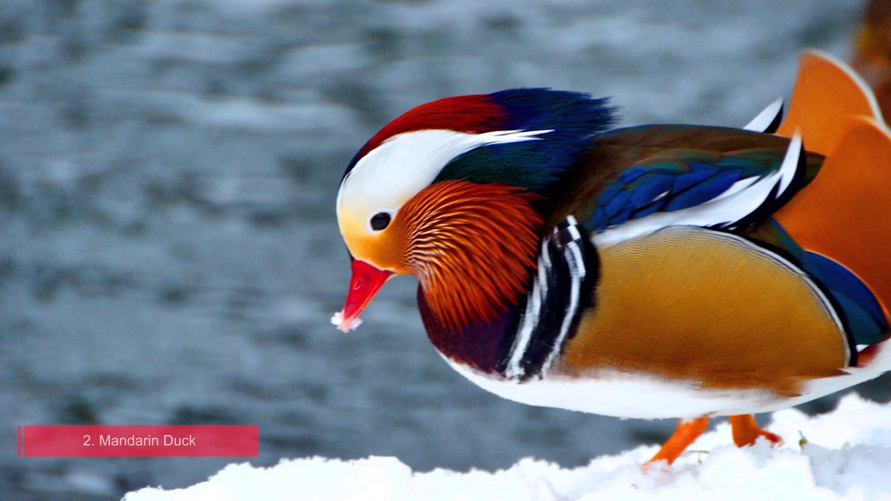 Top 10 Most Colorful Animals In The World YouTube