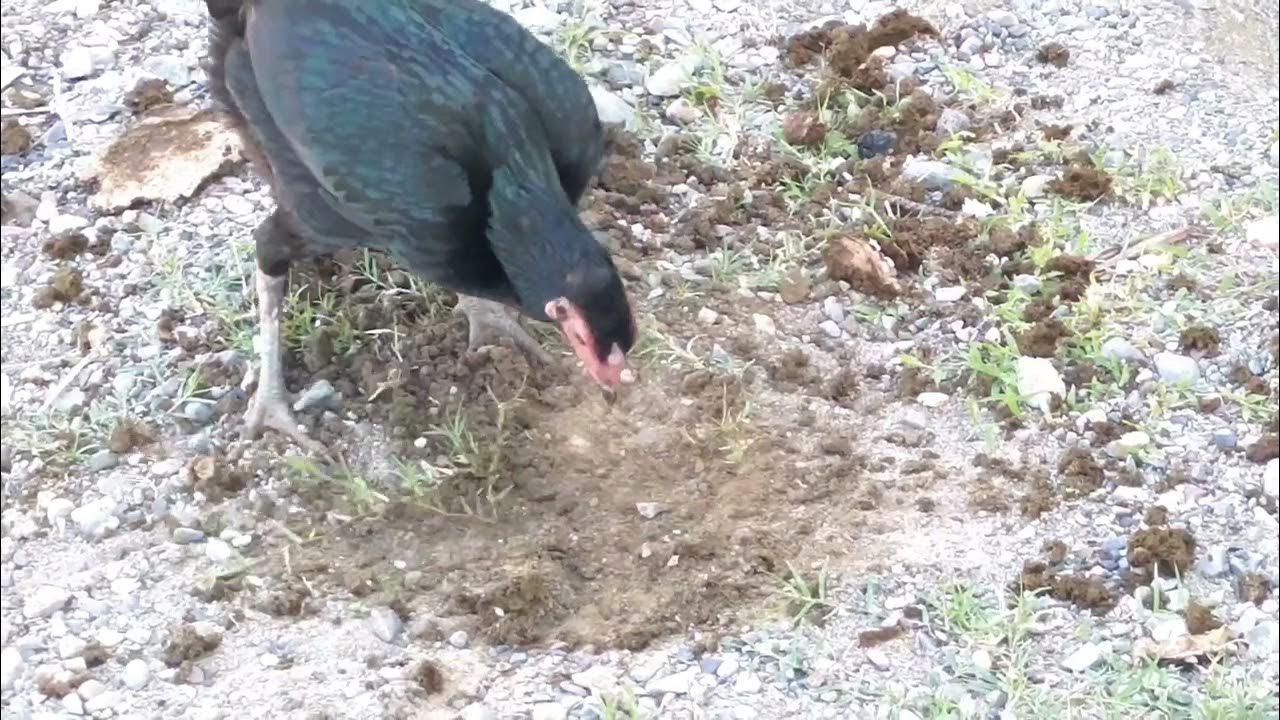 The chicken eating maggots in cow poop Feeding animals farmlife wildlife natgeowild YouTube