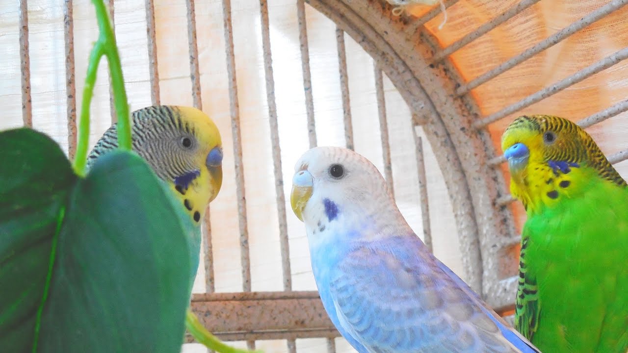 Watch Funny Budgie Sings Opera, Chirping Parakeets Sounds - YouTube