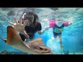 Adley Swims with STINGRAYS & SHARKS!! family learns to snorkel underwater like our Hawaii vacation!