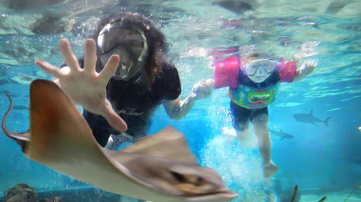 Adley Swims with STINGRAYS & SHARKS!! family learn...