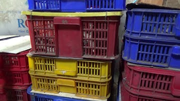 Xuất tắc kè ngâm rượu cho khách