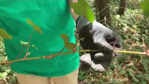 Invasive Species Awareness: English Ivy - North Shore Land Alliance, Inc.