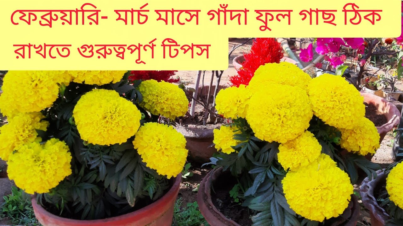 ফেব্রুয়ারি ও মার্চ মাসেও গাঁদা ফুল গাছ ঠিক রাখার জন্য গুরুত্বপূর্ণ টিপস || Inka marigold care
