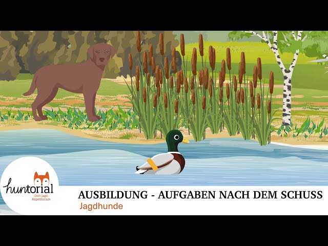 Jagdhunde Aufgaben nach dem Schuss – alles was du für die Jägerprüfung wissen musst class=