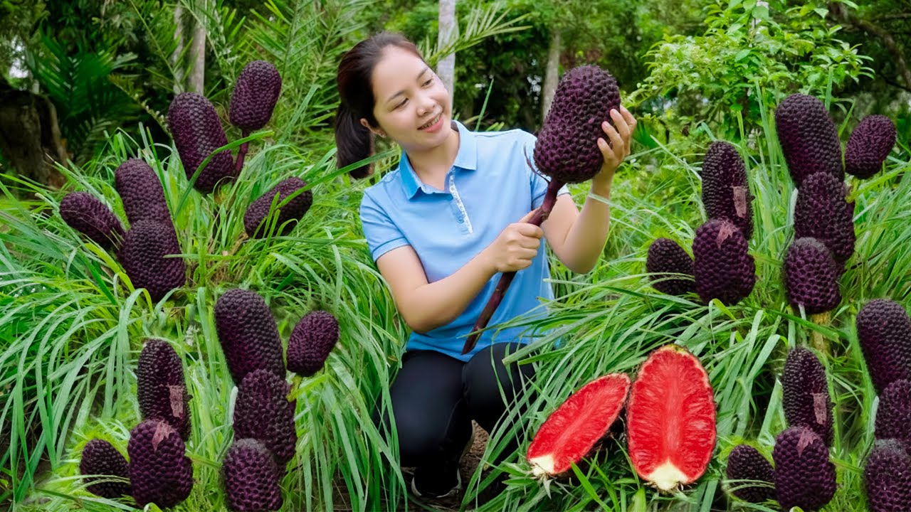 Harvesting 5000+Kg GIANT Pineapple Purple To Sell At The Market | Thơm's Bushcraft