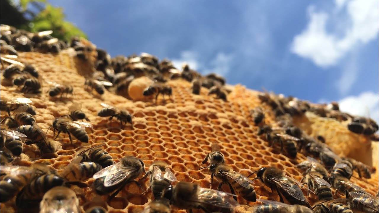 Von den Bienen lernen - Impuls-Fortbildung: Undogmatische Bienenhaltung