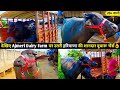 देखिए Ajmeri Dairy Farm पर उतरी हरियाणा की शानदार दूधारू भैंसें👌/हरियाणा के नायाब नगीने यूपी में