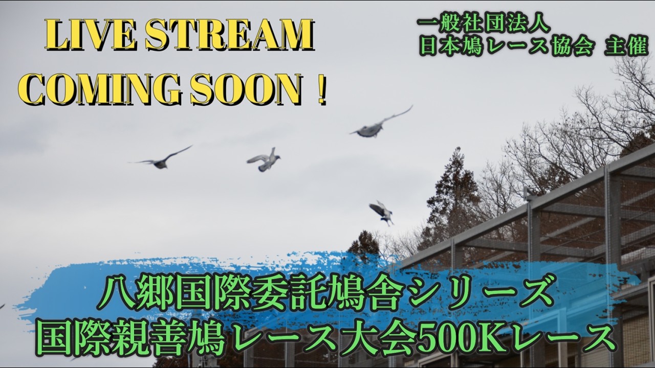 2026年度「八郷国際親善鳩レース大会500K」ライブ配信！
