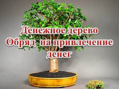 Денежное дерево  Обряд на привлечение денег