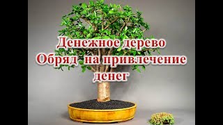 Денежное дерево  Обряд на привлечение денег