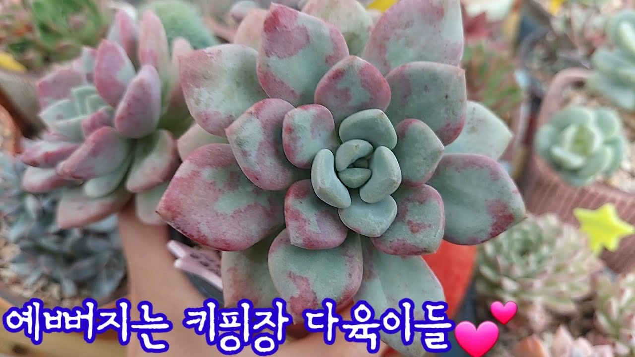 키핑장 다육이들  예뻐지고 있네요! 너무 사랑스러워요! 💕😁
