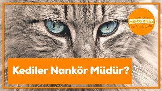 Kediler Nankör müdür?