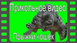 Прикольное видео. Прыжки кошек Прикольное видео. Прыжки кошек