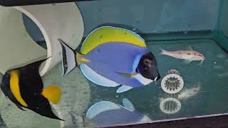 Powder Blue Tang $TBD  Sri Lanka