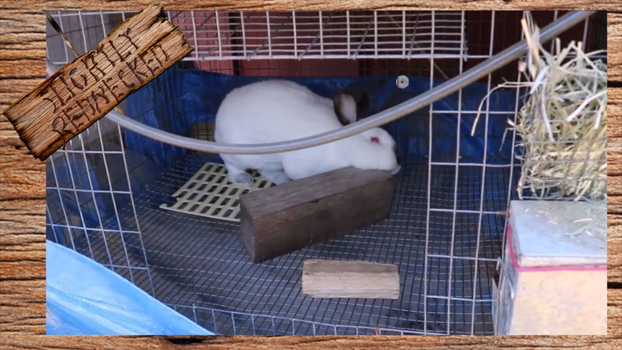 Why Do Rabbits Rub Their Chins On Things The SR Rabbit Update 91917 YouTube