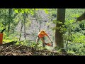 Ťažba buka .. stihl ms500i