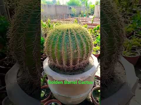 Vidéo: Golden Barrel Cactus Plant: Comment faire pousser un cactus Golden Barrel