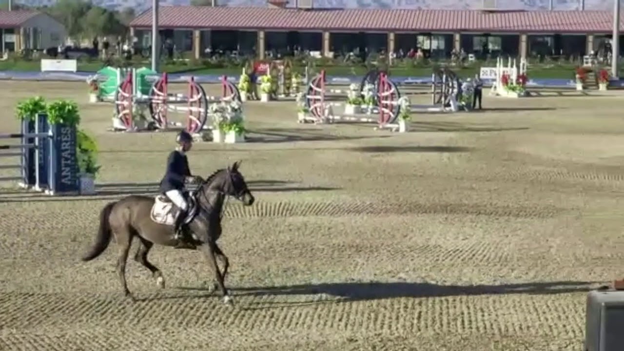 Sweet Chocolate PJ 70K Horseware Ireland Grand Prix Thermal 03