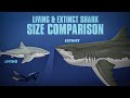 Living and Extinct Sharks Size Comparison | Animated | (And other large fish)