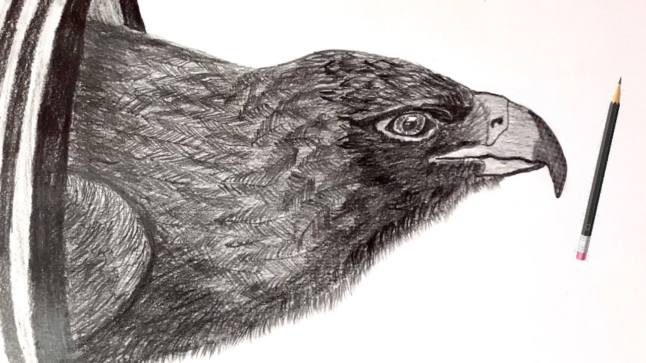 How To Draw Eagle Bird | Eagle Bird |  Drawing
