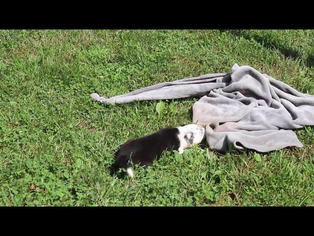 Shadow video thumbnail