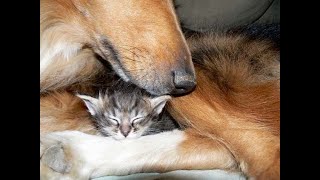 😺 Sweet dreams, my baby! 🐈 Funny video with cats and dogs for a good mood! 😸 by Baraban-TV 5,763 views 3 weeks ago 1 minute, 18 seconds