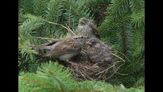 صوت دوري المنازل الكحالي صافي 100% Voice song call house sparrow