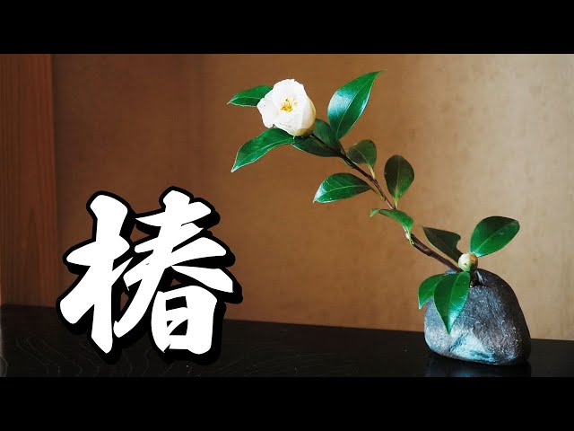 冬の名花】椿の生け花｜基本と裏ワザを教えます！ - YouTube