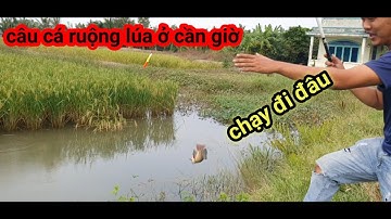 VUONG LT VLOG Câu cá thư giãn - Câu cá đồng lúa Cần Giờ - Cá Rô và Cá Chốt | Vương LT Vlog