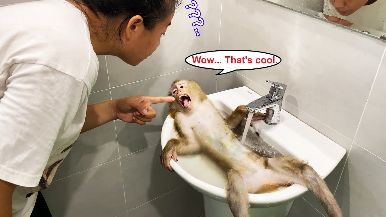 Monkey Lyly deliberately bathed in the sink, making her mother unable to stop laughing