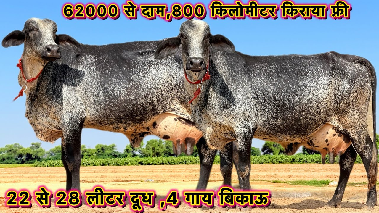 62000 में ख़रीदो गाय,22 से 28लीटर तक दूध,👍800 किमी किराया फ्री👌High Milking Cross Breed Cows Forsale