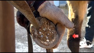 Shock! Donkey hoof is stuffed with gravel