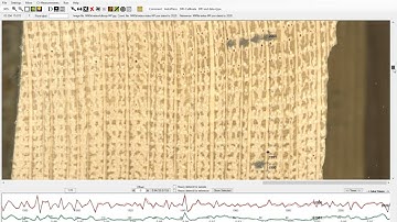 Measuring in CooRecorder - Oak Salvage Project