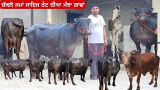 ਹਰਿਆਣੇ ਦੀਆ ਪੰਜ ਝੋਟੀਆ ਇੱਕ ਗਿਰ ਗਾ 20 ਕਿਲੋ ਵਾਲੀ  ਜਿਹੜੇ ਹਰਿਆਣੇ ਆਲਿਆਂ ਨੇ ਭਾਅ ਕੀਤੇ ਨੇ ੳਹ ਕਿਵੇ ਲੱਗੇ।