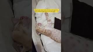“Depression door karne ke liye cat laaye the…Ab yah kya ho gya😱#cat #pets #youtubeshorts #shortsfeed