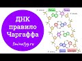 ДНК – правило Чаргаффа | биология