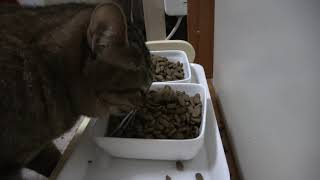 猫達のご飯を変えてみました「シノスケ・ルナナ」食い散らかす編