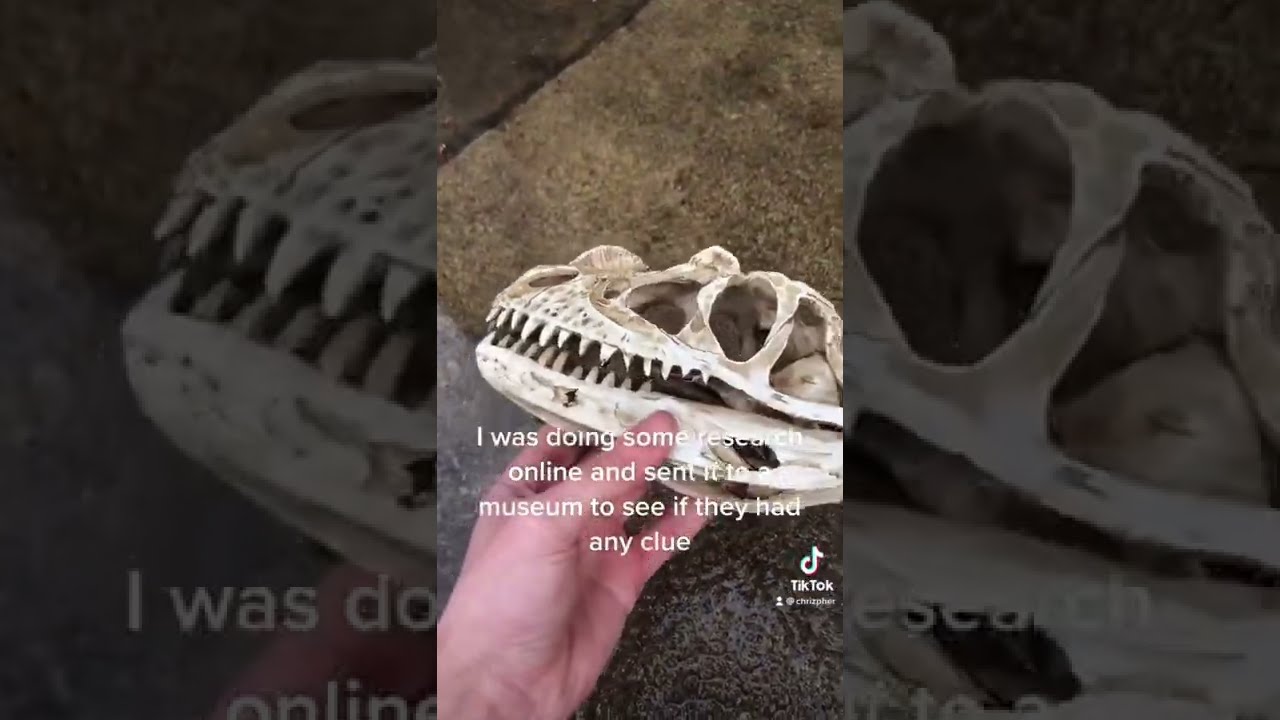 Turns Out Ohio Is A Hot Bed For Dinosaur Fossils Garden Treasure