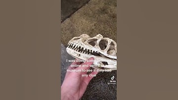 Thumbnail of Turns out ohio is a hot bed for dinosaur fossils! #dinosaur #garden #treasure