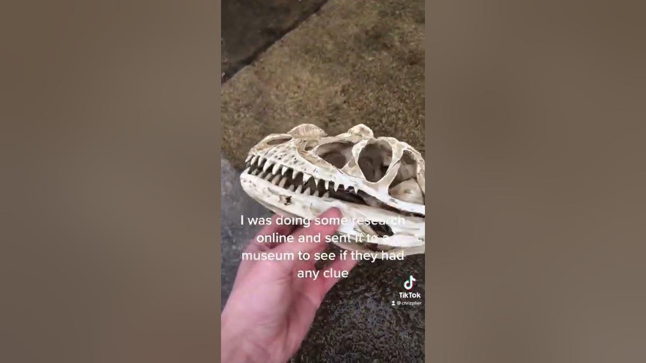 Turns out ohio is a hot bed for dinosaur fossils! #dinosaur #garden #treasure Turns out ohio is a hot bed for dinosaur fossils! #dinosaur #garden #treasure