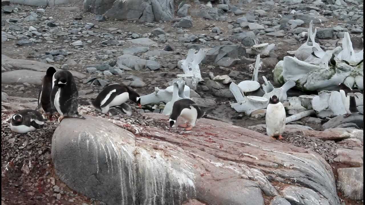 Stealing Rocks Two Gentoo penguins stealing rocks - YouTube