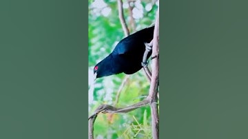 Thumbnail of #Asian koel bird Sound