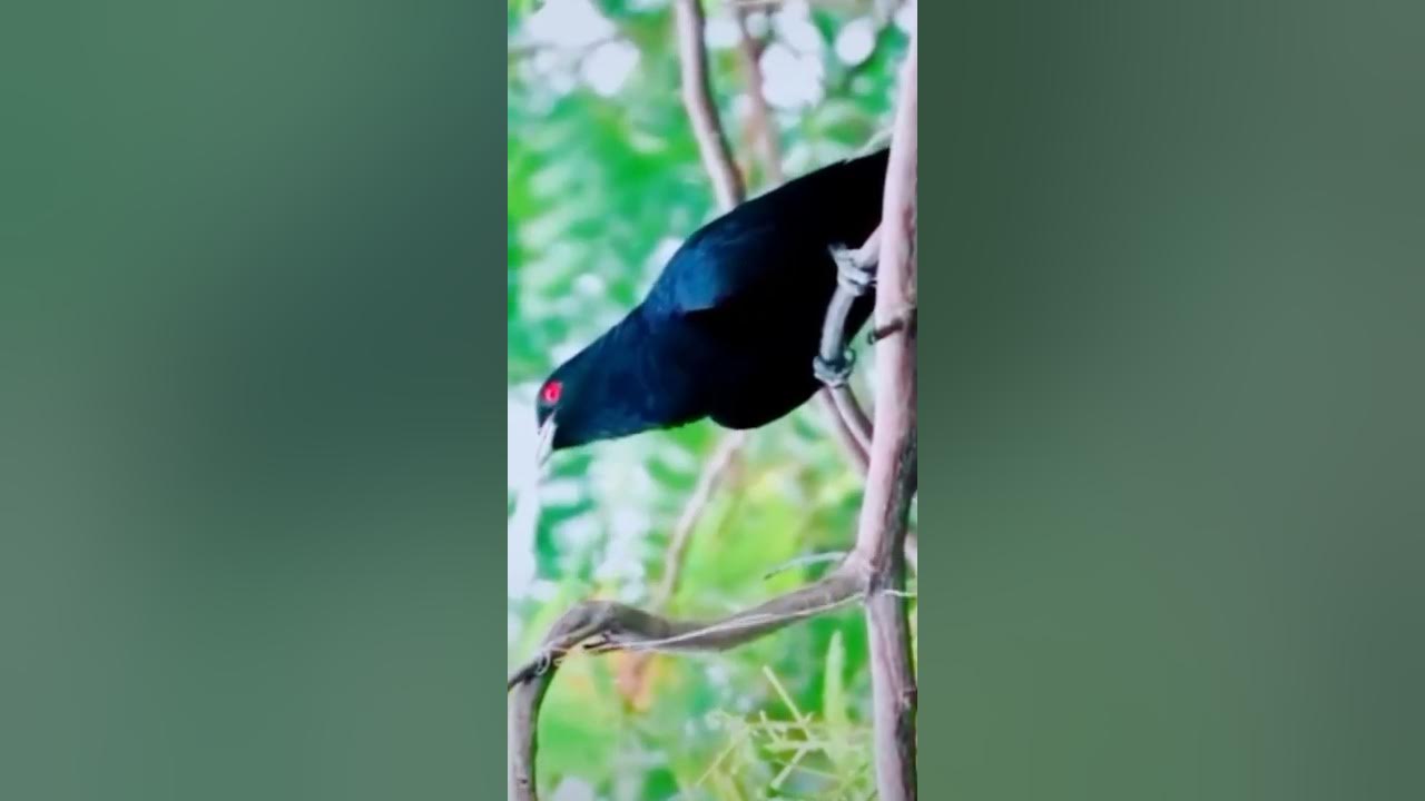 #Asian koel bird Sound